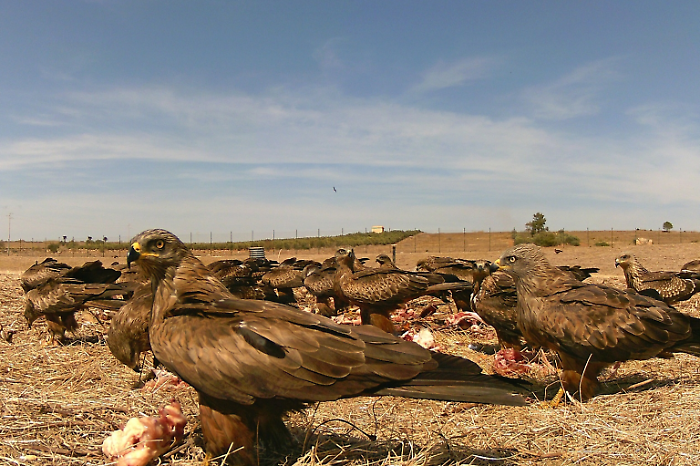 3.000 nibbi bruni in volo: spettacolo di rapaci al carnaio di Campobello di Mazara