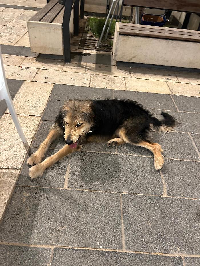 "La mia incolumit&agrave; e quella della mia cagnolina messe a repentaglio da un randagio"