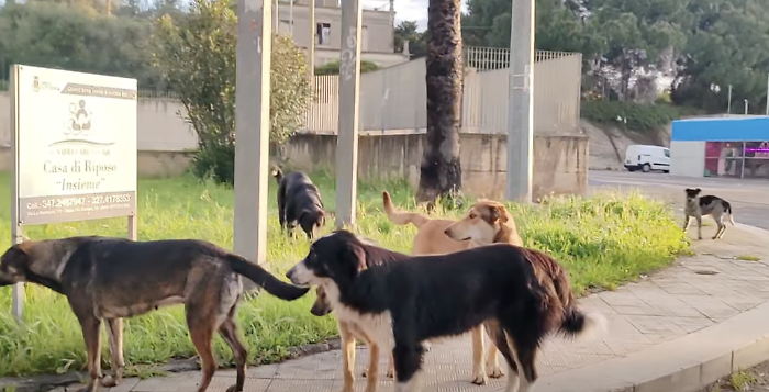 Vittoria, branco di cani randagi si aggira nei pressi della stazione ferroviaria: &egrave; allarme tra i residenti