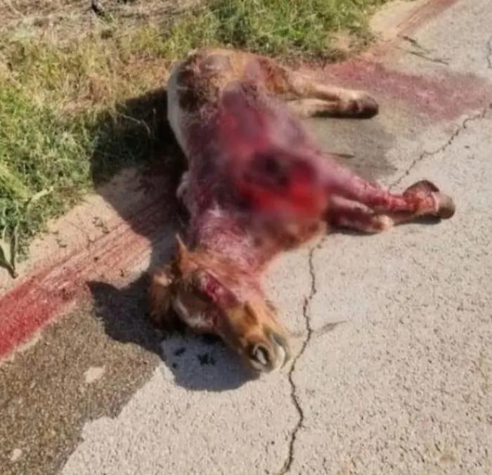Pony ucciso ad Acate, l'autore del gesto condannato a un anno e mezzo di reclusione