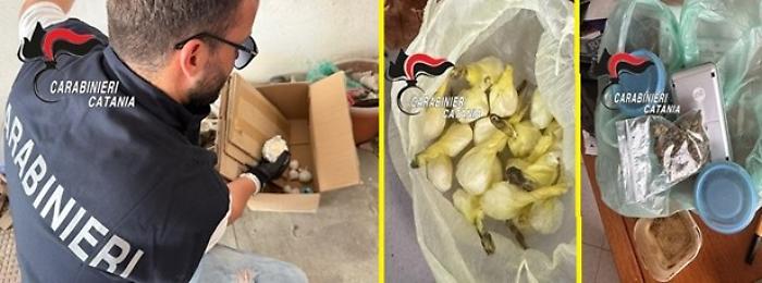 Nel garage di Acireale trasformavano e confezionavano la droga: presi due pusher 