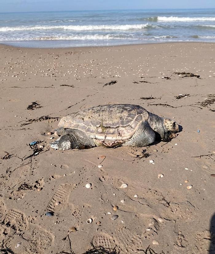 Carcassa di Caretta caretta sulla spiaggia di Passo Marinaro, Firrincieli: "E' l&igrave; da giorni, va rimossa"