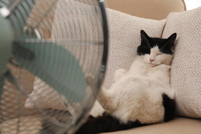 Caldo e amici a quattro zampe, scatta l'allerta: i rischi per cani e gatti con l'arrivo dell'estate