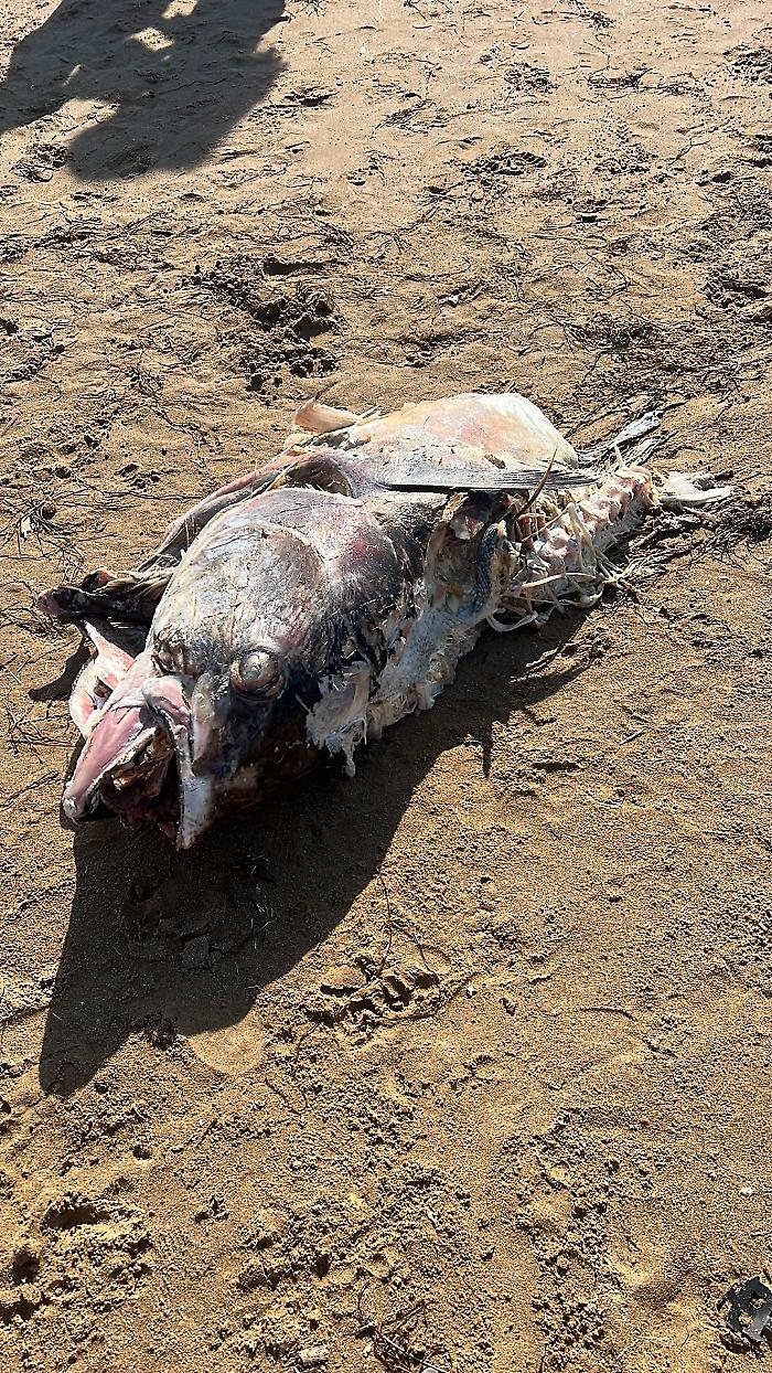 Enorme pesce putrefatto sulla spiaggia di Scoglitti: "Il Comune si attivi per rimuoverlo"