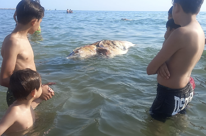 Tonno morto a Scoglitti, &egrave; il terzo in 24 ore