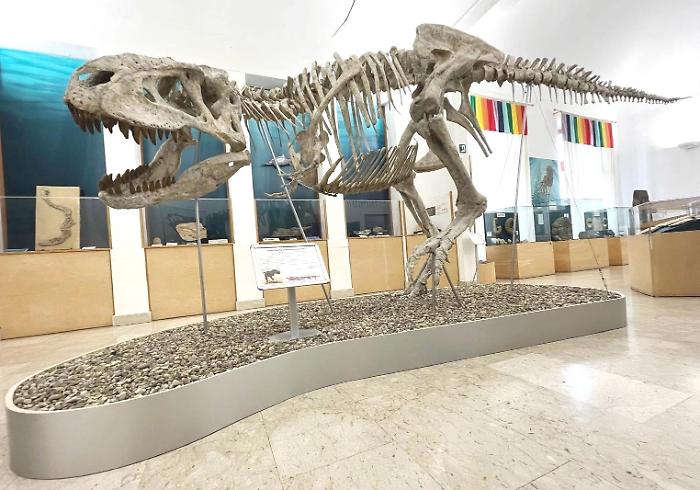 Comiso, lo scheletro di 8 metri di un tirannosauride attira i visitatori al museo civico di storia naturale