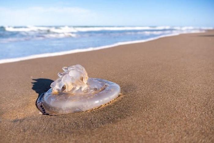 Meduse nel mare delle frazioni rivierasche di Scicli: "Un segnale di salute per la nostra costa"