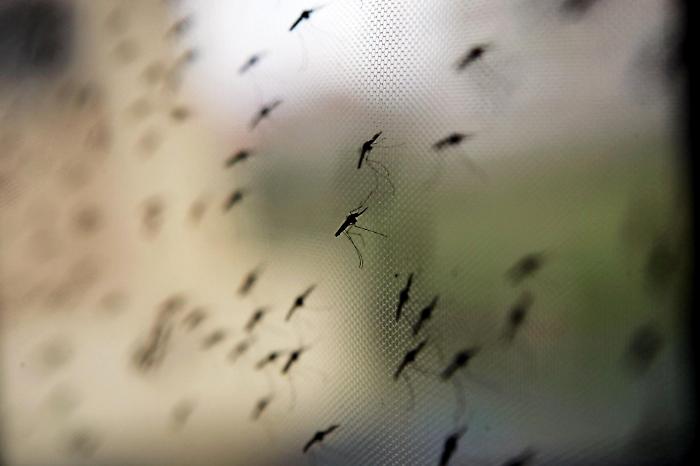 Pergusa invasa dalle zanzare: scatta il piano d'emergenza del Comune, Enna in guerra contro gli insetti fino a ottobre