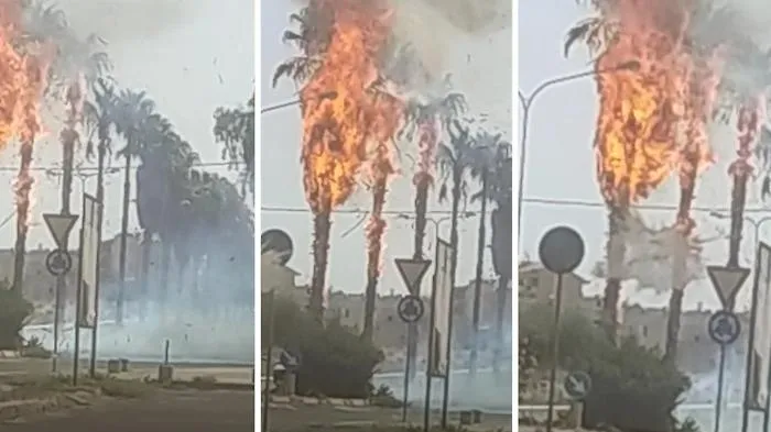 Incendio di sterpaglie si propaga alle palme ad alto fusto dello spartitraffico, paura a Lentini