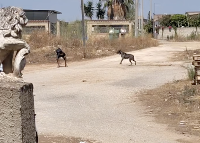 Acate, cane aggressivo davanti all'ingresso di un'abitazione: &egrave; polemica