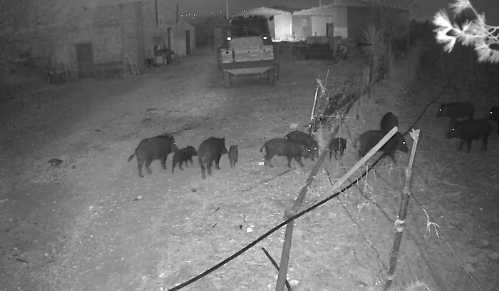 Emergenza cinghiali nel Ragusano, Firrincieli: "Gli strumenti ci sono, utilizziamoli"