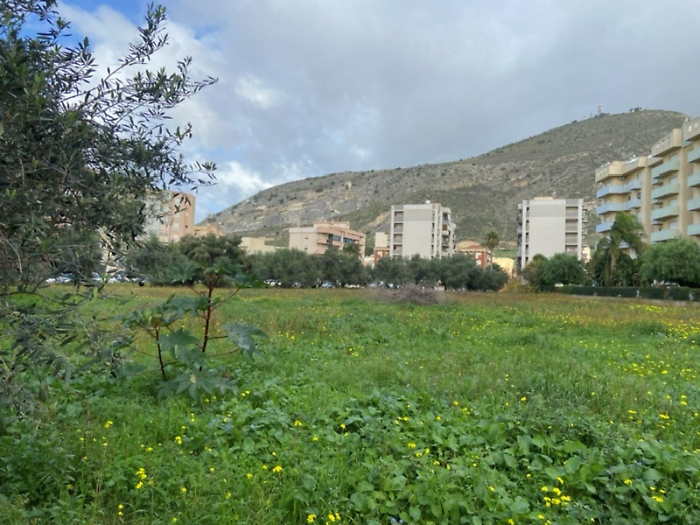 Polemica a Trapani: &laquo;Non vale piantare alberi se poi non vengono curati&raquo;