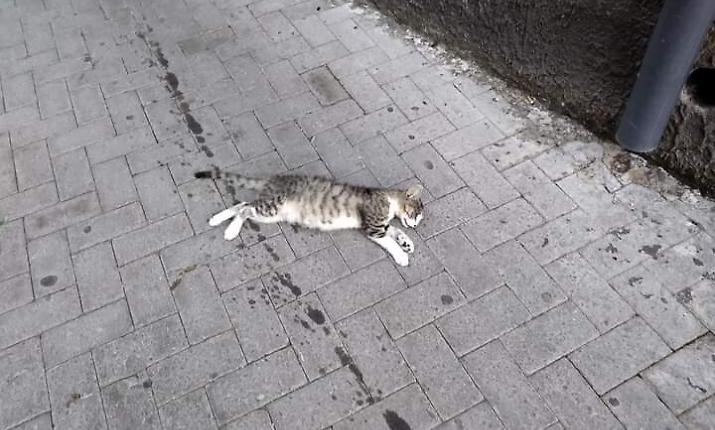 Moria di gatti a Marina di Modica, i residenti: "Attenti, probabile avvelenamento"